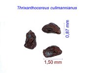 Thrixanthocereus cullmannianus MCA2.jpg